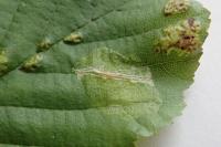 Phyllonorycter stettinensis