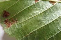 Phyllonorycter stettinensis
