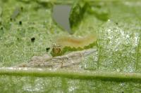 Phyllonorycter stettinensis
