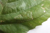 Phyllonorycter klemannella