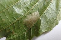Phyllonorycter klemannella