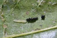 Phyllonorycter klemannella