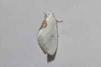 Cilix hispanica