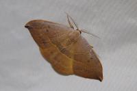 Watsonalla uncinula
