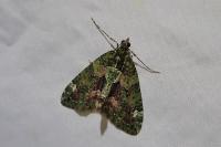 Chloroclysta siterata