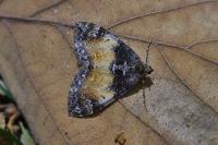 Dysstroma truncata