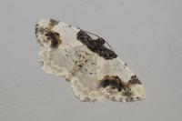 Ligdia adustata