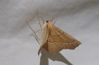 Gerinia honoraria