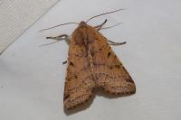 Agrochola lychnidis