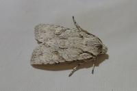 Lithophane ornitopus