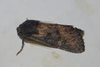 Aporophyla nigra
