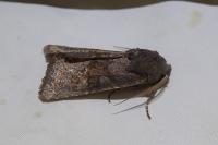 Aporophyla lueneburgensis