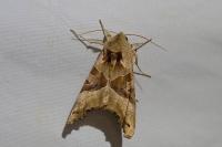 Phlogophora meticulosa