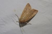 Mythimna unipuncta