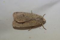 Xestia castanea