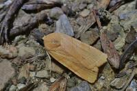 Noctua fimbriata