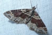 Xanthorhoe ferrugata/spadicearia