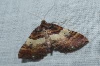 Earophila badiata