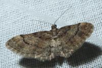 Gymnoscelis rufifasciata