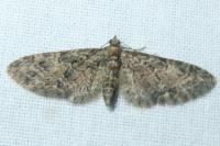 Eupithecia abbreviata