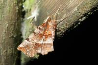 Selenia dentaria