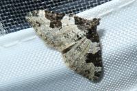 Xanthorhoe fluctuata