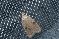 Agonopterix propinquella