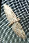 Eupithecia abbreviata