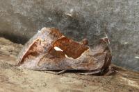 Macdunnoughia confusa