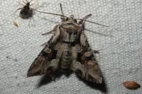 Lacanobia w-latinum