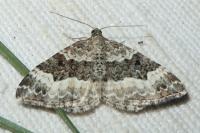 Epirrhoe alternata