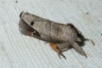 Clostera anachoreta