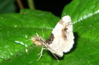 Ligdia adustata