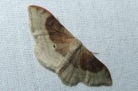 Idaea degeneraria