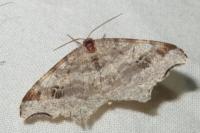 Macaria alternata