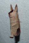 Clostera curtula