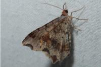Macaria alternata