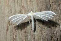 Pterophorus pentadactylus