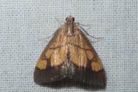 Evergestis limbata