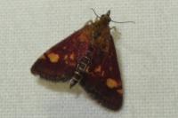 Pyrausta aurata