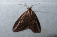 Chesias legatella