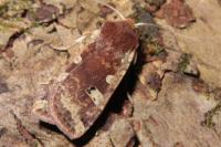 Conistra erythrocephala