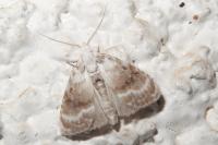 Meganola albula