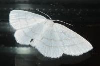 Cabera pusaria