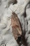Celypha striana