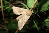 Hydraecia micacea