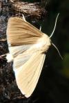 Mythimna pallens