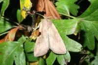 Mythimna unipuncta