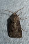 Agrotis bigramma