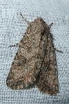 Anarta trifolii